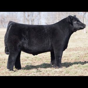 Meet your Posher, Carlie